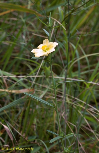 {Sida elliottii}